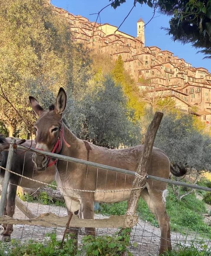 Casetta Nel Borgo Olevano Romano Exteriör bild